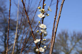 Attēlu rezultāti vaicājumam “Prunus cerasifera var. divaricata”