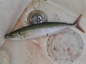 Mackerel Scad - Decapterus macarellus