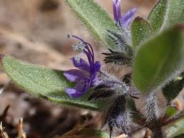 Attēlu rezultāti vaicājumam “Colloderma oculatum sessile”