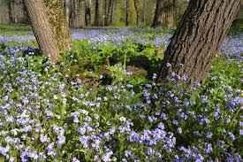 Image result for Myosotis sylvatica