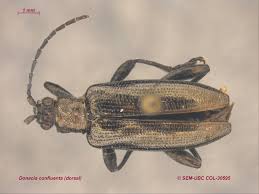 Attēlu rezultāti vaicājumam “Donacia”