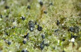 Attēlu rezultāti vaicājumam “Stemonitopsis subcaespitosa macro”