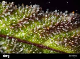 Attēlu rezultāti vaicājumam “Trichia ambigua macro”