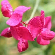 Attēlu rezultāti vaicājumam “Lathyrus tuberosus leaf”
