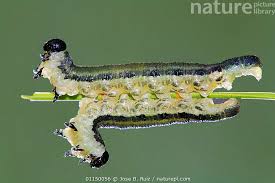 Attēlu rezultāti vaicājumam “Neodiprion sertifer larva”