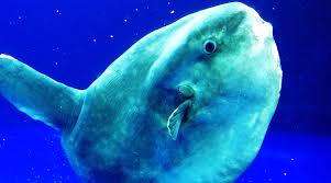 Image result for Mola mola