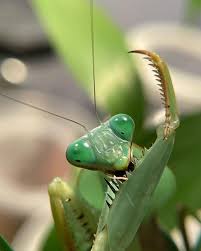 Attēlu rezultāti vaicājumam “Rhabdomiris striatellus imago”