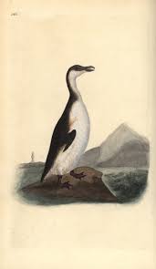Image result for Pinguinus impennis
