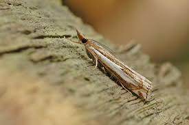 Attēlu rezultāti vaicājumam “Crambus hamella”