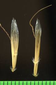 Attēlu rezultāti vaicājumam “Helictotrichon pratense”