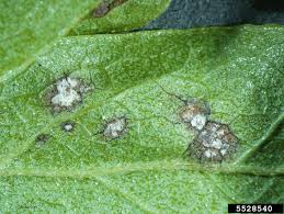 Attēlu rezultāti vaicājumam “Exobasidiales”