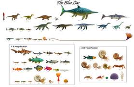 Attēlu rezultāti vaicājumam “Laccognathus panderi”
