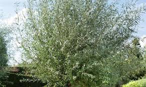 Attēlu rezultāti vaicājumam “Salix alba var. sericea”