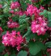 <b>Ribes</b> sanguineum 'King Edward
