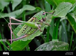 Attēlu rezultāti vaicājumam “Decticus verrucivorus nymph”