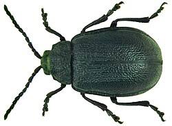 Attēlu rezultāti vaicājumam “Galeruca tanaceti”