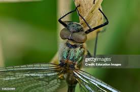 Attēlu rezultāti vaicājumam “Cordulidae”