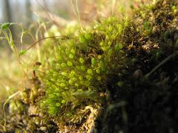 Attēlu rezultāti vaicājumam “Pleuridium subulatum”