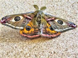 Attēlu rezultāti vaicājumam “Saturnia pavonia”