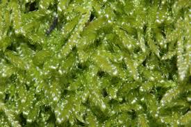 Attēlu rezultāti vaicājumam “Hypnum jutlandicum”