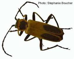 Attēlu rezultāti vaicājumam “Cantharidae”