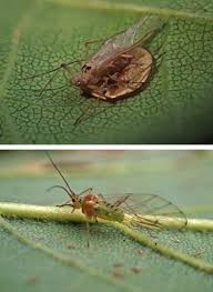 Attēlu rezultāti vaicājumam “Drepanosiphum platanoidis”