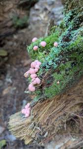 Attēlu rezultāti vaicājumam “Didymium tussilaginis spores”