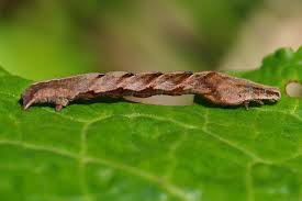 Attēlu rezultāti vaicājumam “Timandra comae”