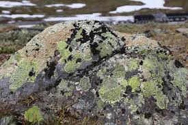 Attēlu rezultāti vaicājumam “Rhizocarpon geographicum”