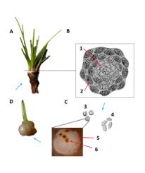 Attēlu rezultāti vaicājumam “Isoetaceae”