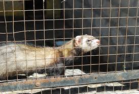 Attēlu rezultāti vaicājumam “Mustela putorius”