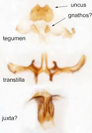 Attēlu rezultāti vaicājumam “Incurvaria praelatella”
