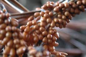 Attēlu rezultāti vaicājumam “Leocarpus fragilis”