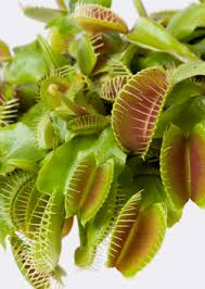 Attēlu rezultāti vaicājumam “Diachea muscorum”