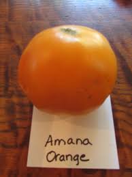 Afbeeldingsresultaat voor amana orange beefsteak tomato