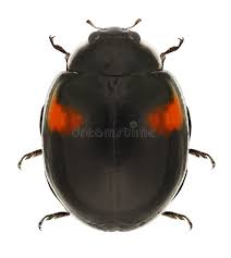 Attēlu rezultāti vaicājumam “Adalia decempunctata”