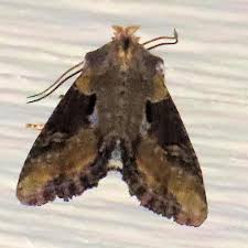 Attēlu rezultāti vaicājumam “Apamea ophiogramma”