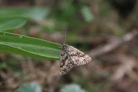 Attēlu rezultāti vaicājumam “Ematurga atomaria”