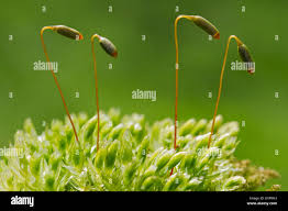 Attēlu rezultāti vaicājumam “Mnium hornum sporophyte”