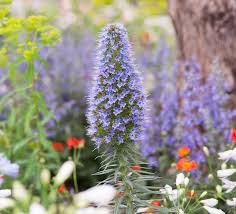 Attēlu rezultāti vaicājumam “Echium vulgare flower”