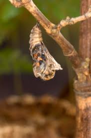 Attēlu rezultāti vaicājumam “Yponomeuta malinellus / cagnagella larva”