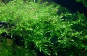 Attēlu rezultāti vaicājumam “Fontinalis antipyretica subsp. gracilis”