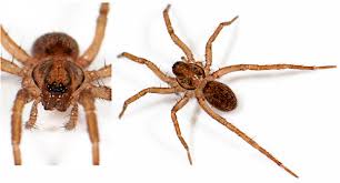 Attēlu rezultāti vaicājumam “Agroeca brunnea”