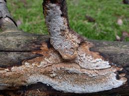 Attēlu rezultāti vaicājumam “Antrodia sinuosa”