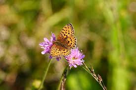 Attēlu rezultāti vaicājumam “Brenthis ino upperside”