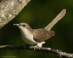 Image result for Coccyzus erythropthalmus