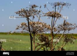 Attēlu rezultāti vaicājumam “Heracleum sosnowskyi”