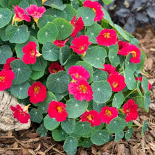 Image result for Tropaeolum minus