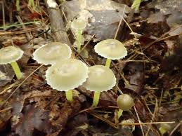 Attēlu rezultāti vaicājumam “Mycena viscosa”