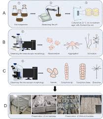 Attēlu rezultāti vaicājumam “Didymium spongiosum var. dictyospora spores”